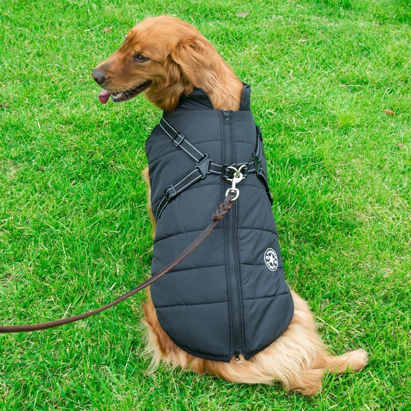 Golden retriever wearing a breathable black dog cotton vest sitting on green grass