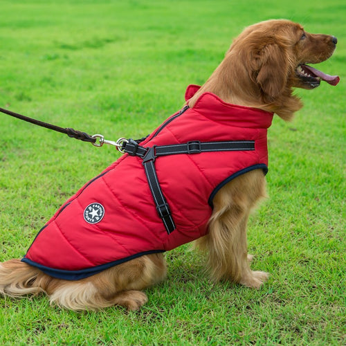 Golden retriever wearing a red breathable and washable dog cotton vest with harness on green grass
