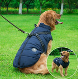 Golden retriever wearing a navy blue breathable and washable dog cotton vest outdoors.