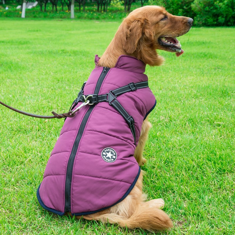 Golden retriever wearing a purple breathable and washable dog cotton vest with harness on green grass