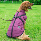 Golden retriever wearing a purple breathable and washable dog cotton vest with harness on green grass