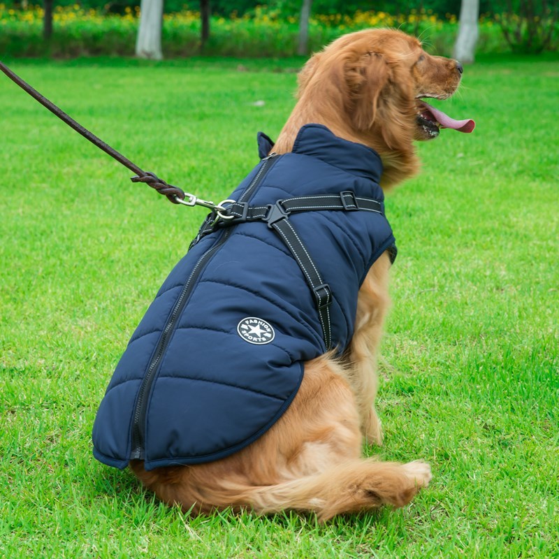 Golden retriever wearing a navy blue breathable and washable dog cotton vest with harness on green grass outdoors