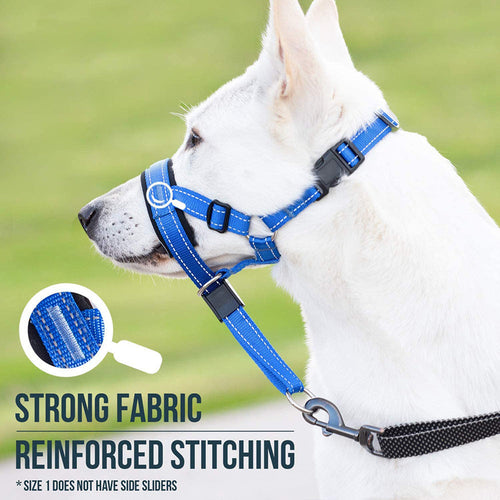 White dog wearing a blue nylon dog muzzle head halter with strong fabric and reinforced stitching attached to a black leash outdoors