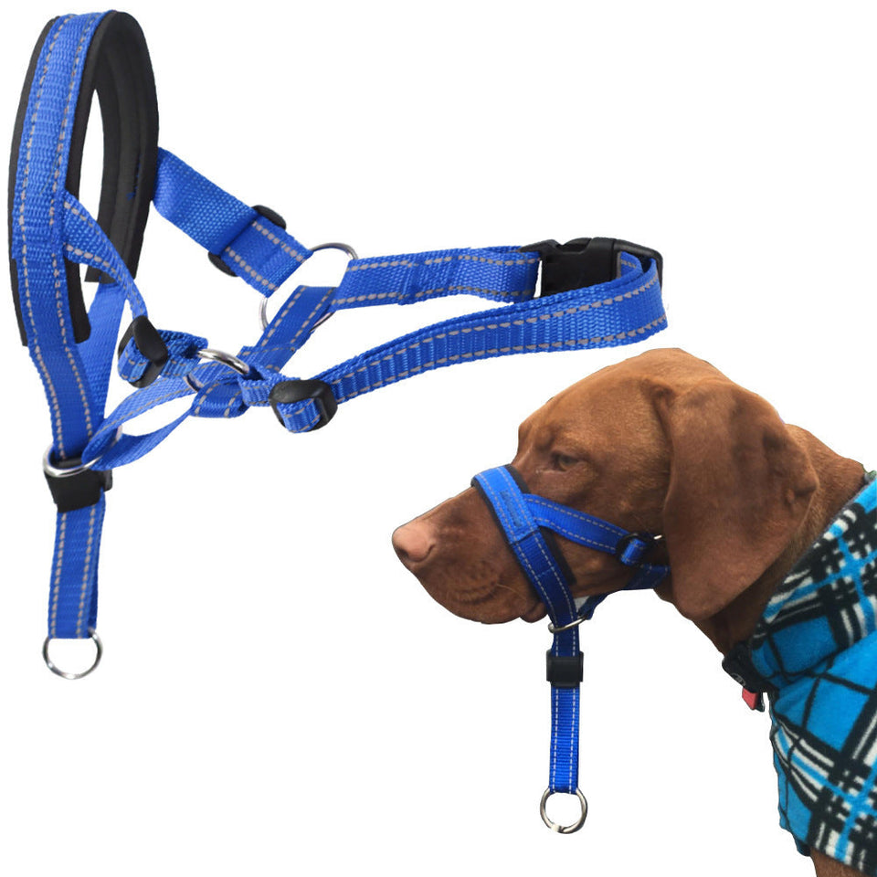 Blue adjustable nylon dog muzzle and head halter on brown dog for biting and barking control