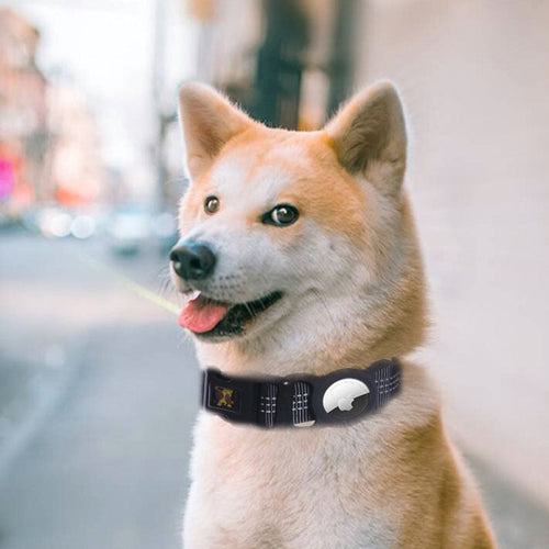 Dog wearing a sleek black collar with a hidden AirTag slot and reflective stitching for safety and durability